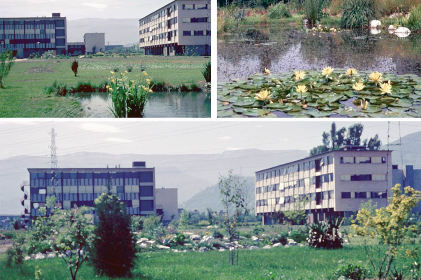 Les bâtiments de biologie et le futur arboretum à la fin des années 60